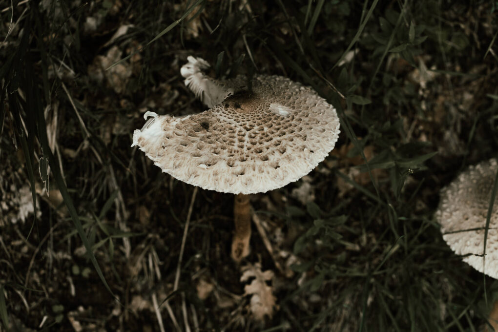 Fungo nel sottobosco in autunno